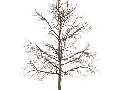 Mountain Ash Tree 07 3D model