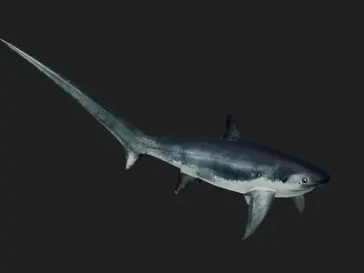 Shark Low-poly 3D model 15