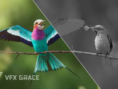 Bird Coracias Caudatus VFX Grace 3D model
