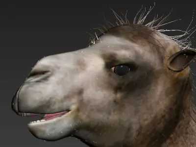The camel 3D model