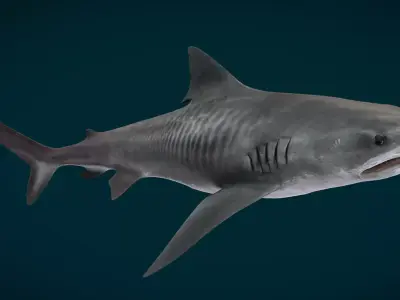 Realistic Tiger Shark Animated 3D model