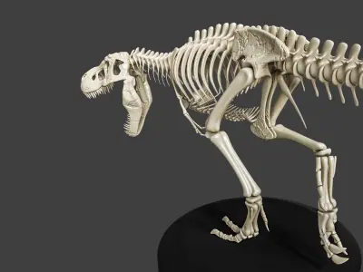 T-Rex Dinosaur Skeleton - Museum Display 3D model