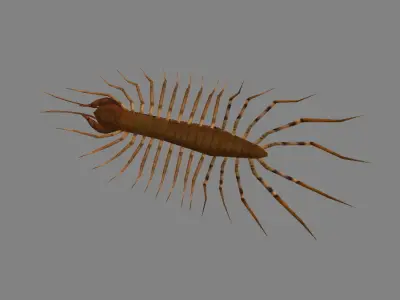 Cartoon animal - centipede      Low-poly 3D model