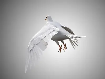 Realistic Rigged High Detailed Low Poly Dove 3D model