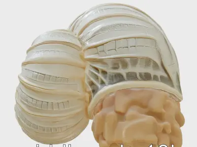 Paper Nautilus With Detailed Shell Structure Low-poly 3D model