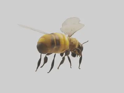 Honeybee flying model Low-poly 3D model