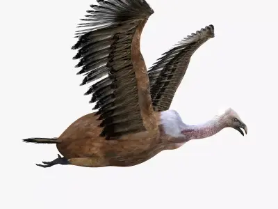 Vulture Bird rigged 3d mdoel Low-poly 3D model