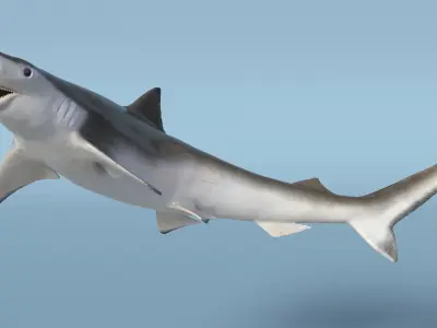  Spadenose Shark Model in Swimming Pose 