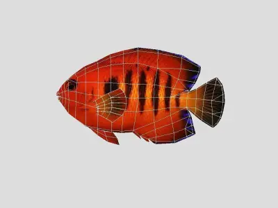 Flame Angelfish Realistic Animated Low-poly 3D model