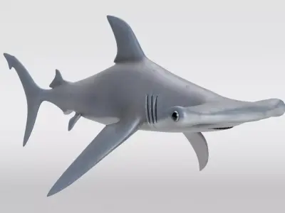 Hammerhead Shark 3D model shop