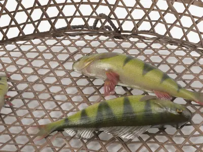  Dome Fishing Basket with Captured Fish Brown 