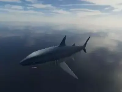 Shark great in sky 3D model