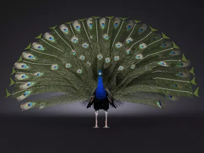Peacock 3D model get