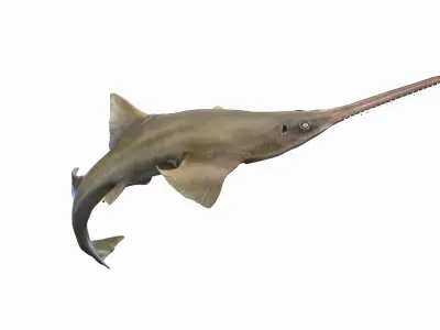 Sawfish Anmated 3D model