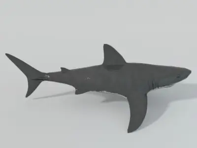 Great White Shark Low-poly 3D model 5