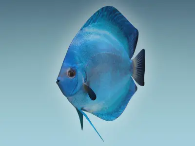 Discus Fish 3 3D model