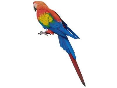 Parrot 3D model purchase