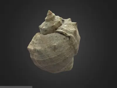 shell Low-poly 3D model