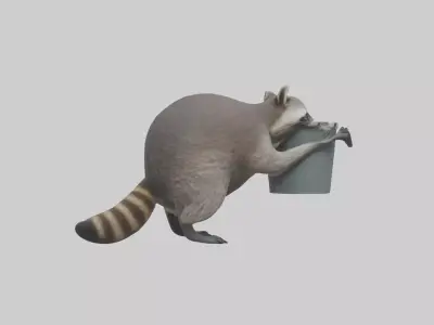 Raccoon scavenging model Low-poly 3D model