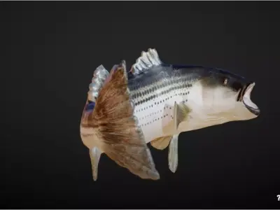 the Fish Low-poly 3D model