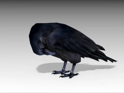 Raven Low-poly 3D model buy
