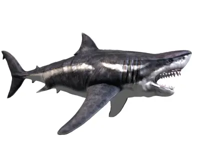 Megalodon 3D model