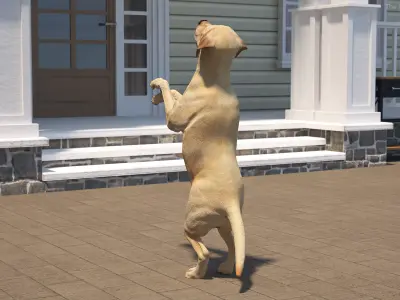 Begging White Labrador Dog Pose Animated Rigged for Cinema 4D 3D model purchase