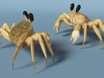  Ghost Crab Crustacean Beige Looking Pose Fur 