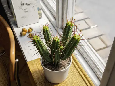  Euphorbia Cactus Potted Plant Model 