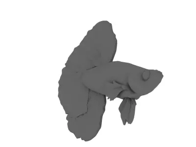 Japanese Fighting Fish 3D model