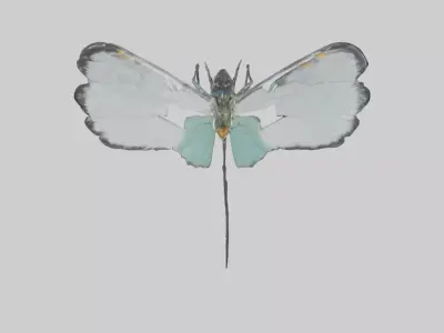 Glasswing Butterfly feeding model Low-poly 3D model