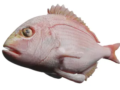 carp fish Low-poly 3D model 22