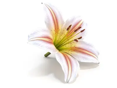 Realistic Lily 3D Model - High-Quality 4K PBR Asset 