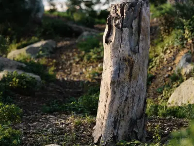  Tall Broken Bare Splintered Stump Model 