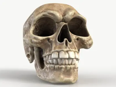 Funny Skull 1 3D model