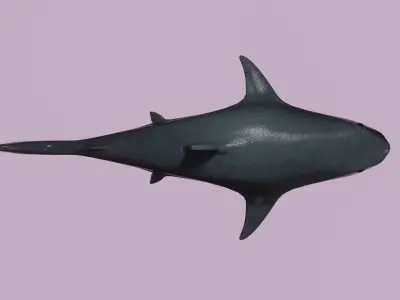 Shark - lowpoly model Low-poly 3D model