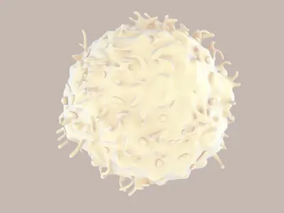 Lymphocytes T-Cells 3D model