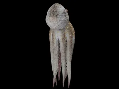 Animated Octopus 3D model purchase