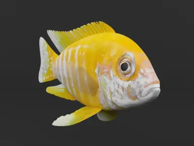 Cichlid Fish 3D model purchase