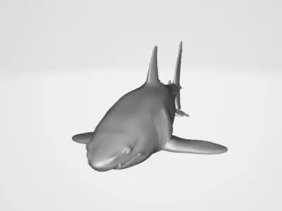 Shark 3D model purchase