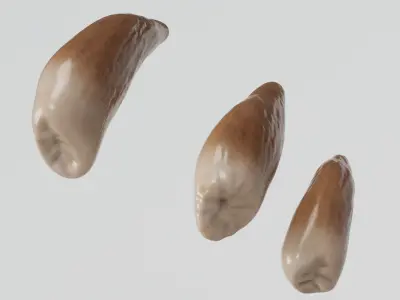  Beluga Whale Teeth 