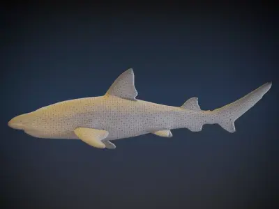 Leopard Shark 3D model purchase