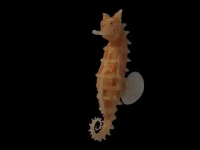 seahorse 3D model 2