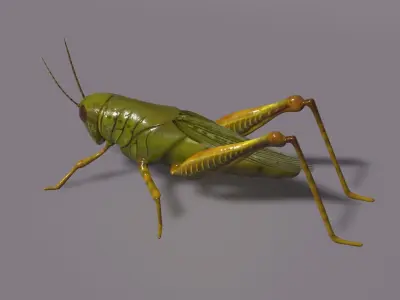 Grasshopper Asset Low-poly 3D model