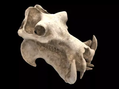 hippopotamus skull 3D model