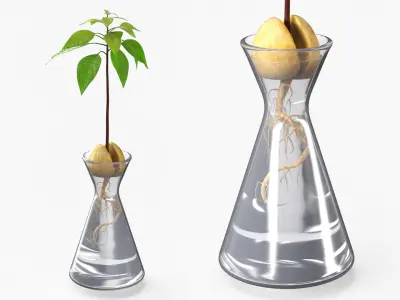 Avocado Seedling Growing in Water Vase Fur 3D model
