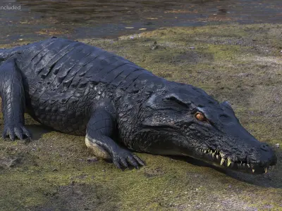 Crawling Black Caiman 3D model