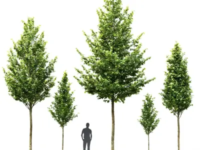 Tilia Pack 01 3D model