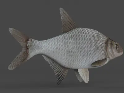 Bream Fish 3D model purchase