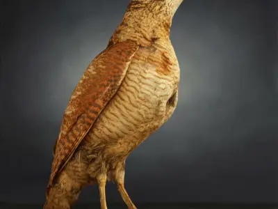 9 Birds Collection V3 Low-poly 3D model